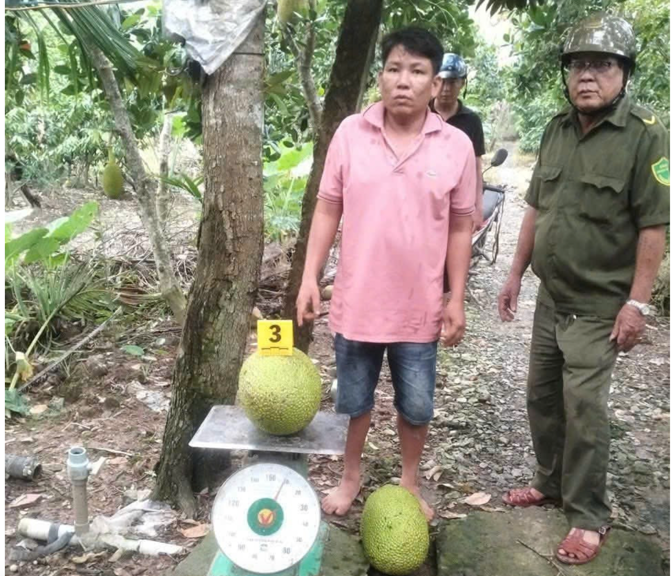 Người đàn ông bị khởi tố vì trộm hai trái mít: Đúng lý nhưng chưa hợp tình- Ảnh 1.