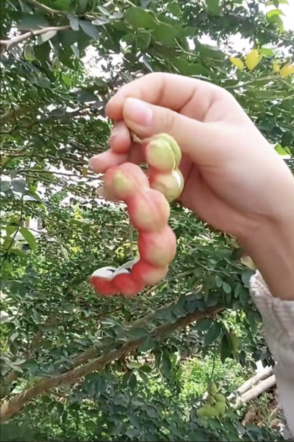 Loại quả được trả trăm ngàn 1kg nhưng chủ vườn nhất quyết không bán, người miền Tây nhìn là biết ngay- Ảnh 2. Loại quả được trả trăm ngàn 1kg nhưng chủ vườn nhất quyết không bán, người miền Tây nhìn là biết ngay- Ảnh 2.