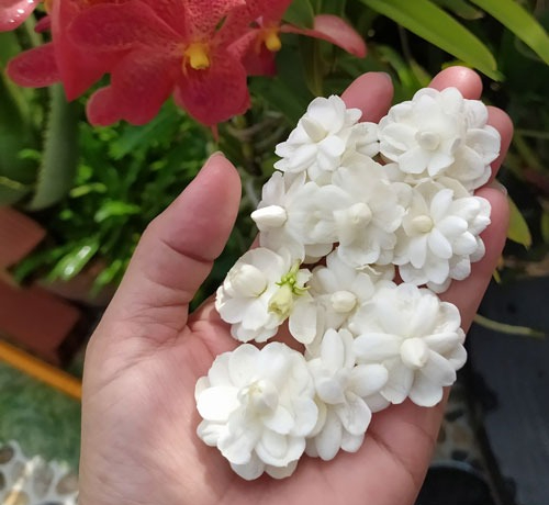 5 cây hoa dụ rắn vào nhà- Ảnh 4.