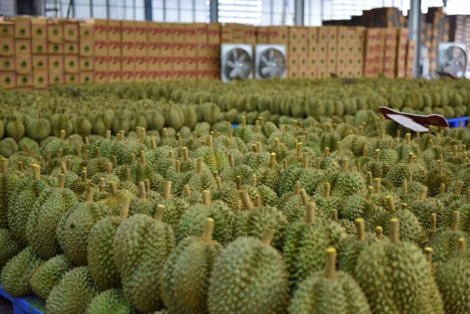 Đối thủ sầu riêng của Việt Nam, Thái Lan tăng tốc tại thị trường châu Âu, Mỹ: xuất khẩu gấp 3 lần, Trung Quốc vẫn là 'mỏ vàng' lớn nhất- Ảnh 1.