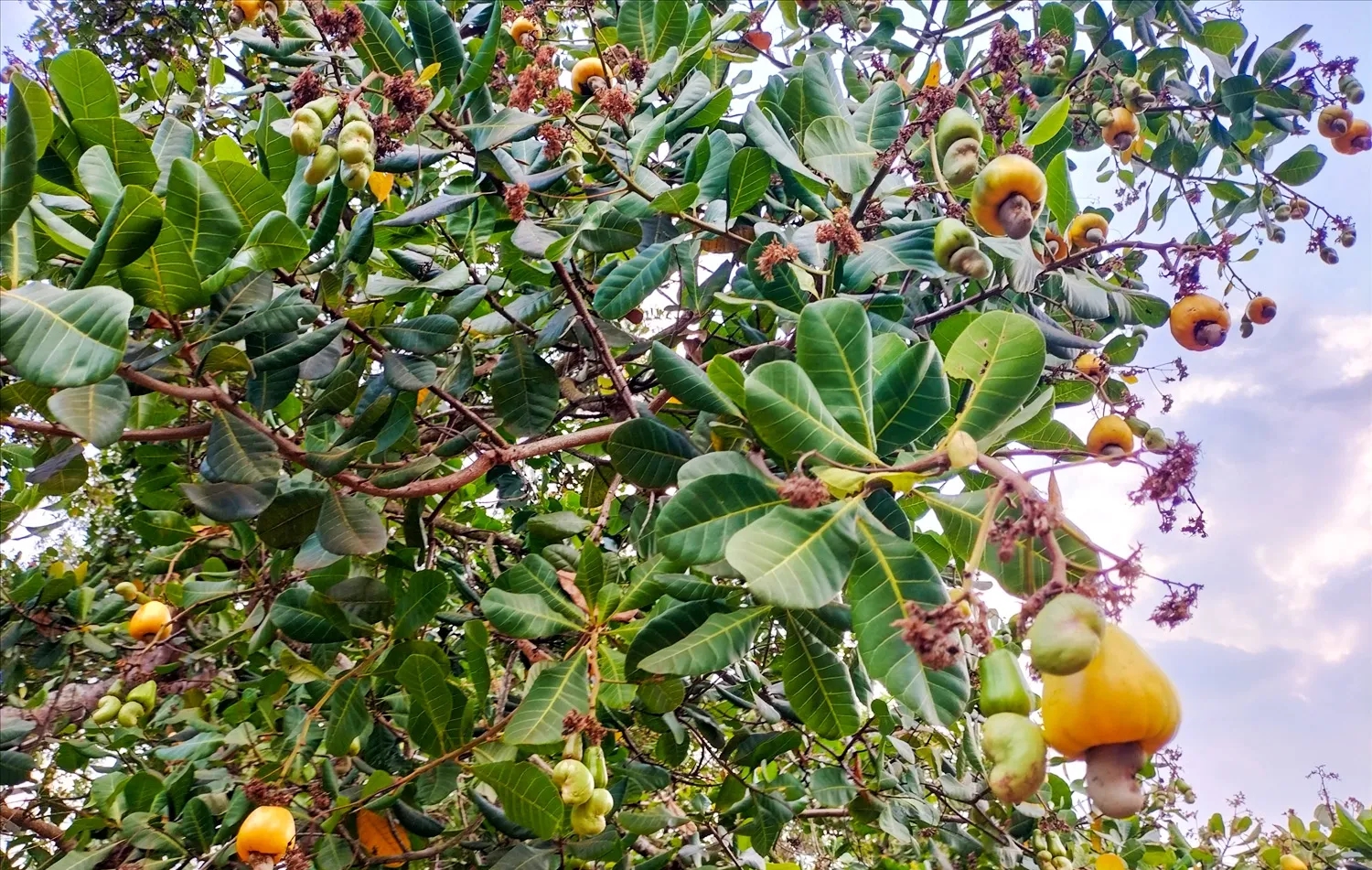 Trung Quốc chi hơn 3,7 tỷ USD để nhập một đặc sản của Việt Nam, nhiều nước Á – Âu cũng “tranh mua”- Ảnh 1. Trung Quốc chi hơn 3,7 tỷ USD để nhập một đặc sản của Việt Nam, nhiều nước Á – Âu cũng “tranh mua”- Ảnh 1.