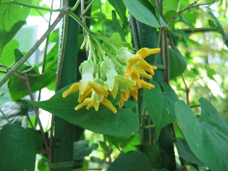 5 cây hoa dụ rắn vào nhà- Ảnh 6.