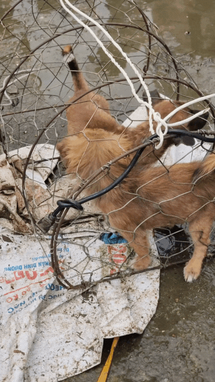 Nông sản độc lạ ở chợ phiên vùng cao: Không chỉ có măng khô, cua đá, đuông cọ... mà còn có cả "vàng đen" Tây Bắc- Ảnh 18. Nông sản độc lạ ở chợ phiên vùng cao: Không chỉ có măng khô, cua đá, đuông cọ... mà còn có cả "vàng đen" Tây Bắc- Ảnh 18.