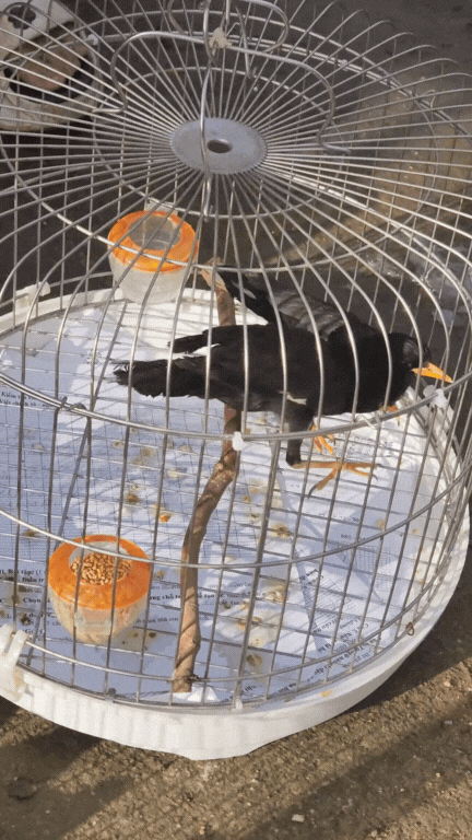 Nông sản độc lạ ở chợ phiên vùng cao: Không chỉ có măng khô, cua đá, đuông cọ... mà còn có cả "vàng đen" Tây Bắc- Ảnh 17. Nông sản độc lạ ở chợ phiên vùng cao: Không chỉ có măng khô, cua đá, đuông cọ... mà còn có cả "vàng đen" Tây Bắc- Ảnh 17.