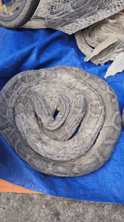 Nông sản độc lạ ở chợ phiên vùng cao: Không chỉ có măng khô, cua đá, đuông cọ... mà còn có cả "vàng đen" Tây Bắc- Ảnh 16. Nông sản độc lạ ở chợ phiên vùng cao: Không chỉ có măng khô, cua đá, đuông cọ... mà còn có cả "vàng đen" Tây Bắc- Ảnh 16.