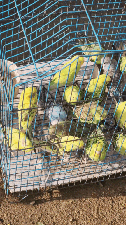 Nông sản độc lạ ở chợ phiên vùng cao: Không chỉ có măng khô, cua đá, đuông cọ... mà còn có cả "vàng đen" Tây Bắc- Ảnh 15. Nông sản độc lạ ở chợ phiên vùng cao: Không chỉ có măng khô, cua đá, đuông cọ... mà còn có cả "vàng đen" Tây Bắc- Ảnh 15.