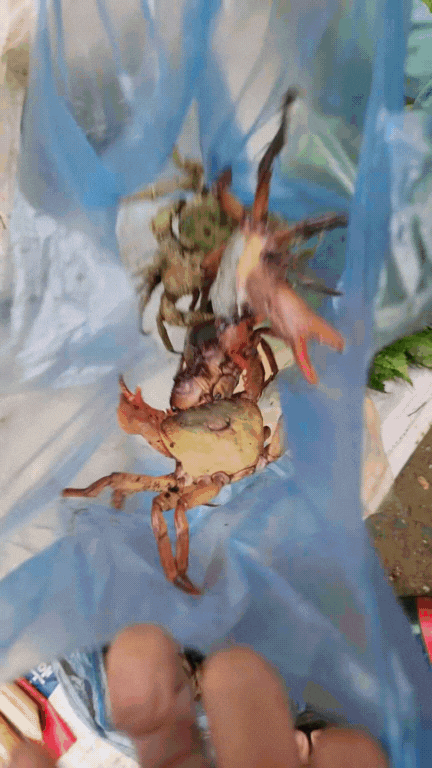 Nông sản độc lạ ở chợ phiên vùng cao: Không chỉ có măng khô, cua đá, đuông cọ... mà còn có cả "vàng đen" Tây Bắc- Ảnh 9. Nông sản độc lạ ở chợ phiên vùng cao: Không chỉ có măng khô, cua đá, đuông cọ... mà còn có cả "vàng đen" Tây Bắc- Ảnh 9.