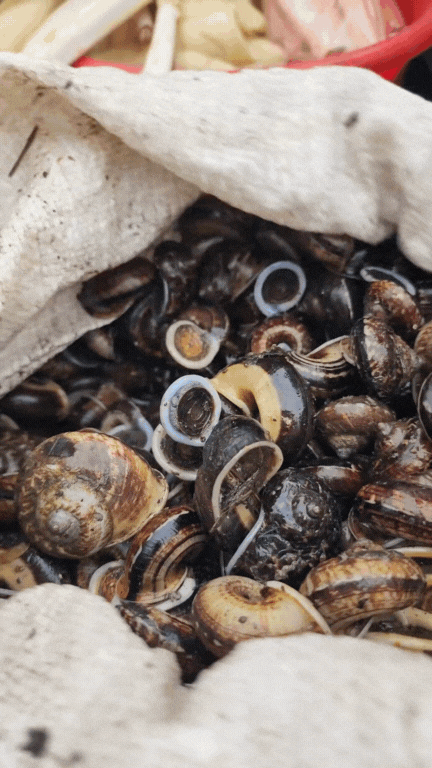 Nông sản độc lạ ở chợ phiên vùng cao: Không chỉ có măng khô, cua đá, đuông cọ... mà còn có cả "vàng đen" Tây Bắc- Ảnh 8. Nông sản độc lạ ở chợ phiên vùng cao: Không chỉ có măng khô, cua đá, đuông cọ... mà còn có cả "vàng đen" Tây Bắc- Ảnh 8.