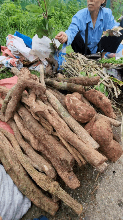 Nông sản độc lạ ở chợ phiên vùng cao: Không chỉ có măng khô, cua đá, đuông cọ... mà còn có cả "vàng đen" Tây Bắc- Ảnh 7. Nông sản độc lạ ở chợ phiên vùng cao: Không chỉ có măng khô, cua đá, đuông cọ... mà còn có cả "vàng đen" Tây Bắc- Ảnh 7.