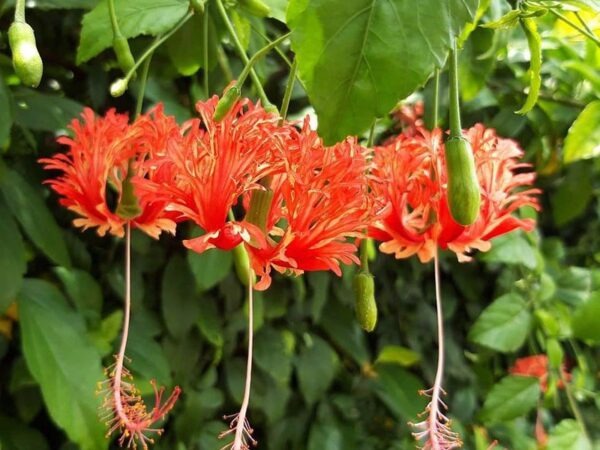 5 cây hoa dụ rắn vào nhà- Ảnh 2.