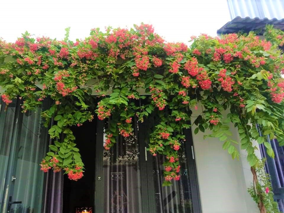 5 cây hoa dụ rắn vào nhà- Ảnh 5.