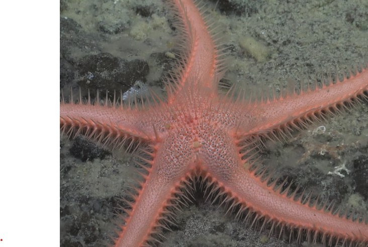 Ph&aacute;t hiện &lsquo;quả b&oacute;ng tử thần&rsquo; dưới đ&aacute;y biển s&acirc;u- Ảnh 2.