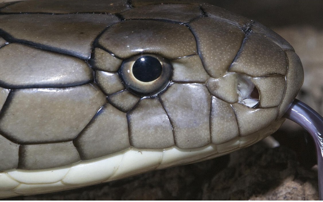 Loài rắn độc dài nhất thế giới, Việt Nam cũng có: Một cú tấn công đủ giết 20 người