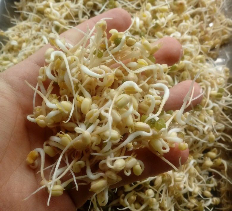 Người Việt Hay Ăn Loại Rau Trắng Nõn Này Nhưng Không Hay Chứa Cả Người Việt Hay Ăn Loại Rau Trắng Nõn Này Nhưng Không Hay Chứa Cả