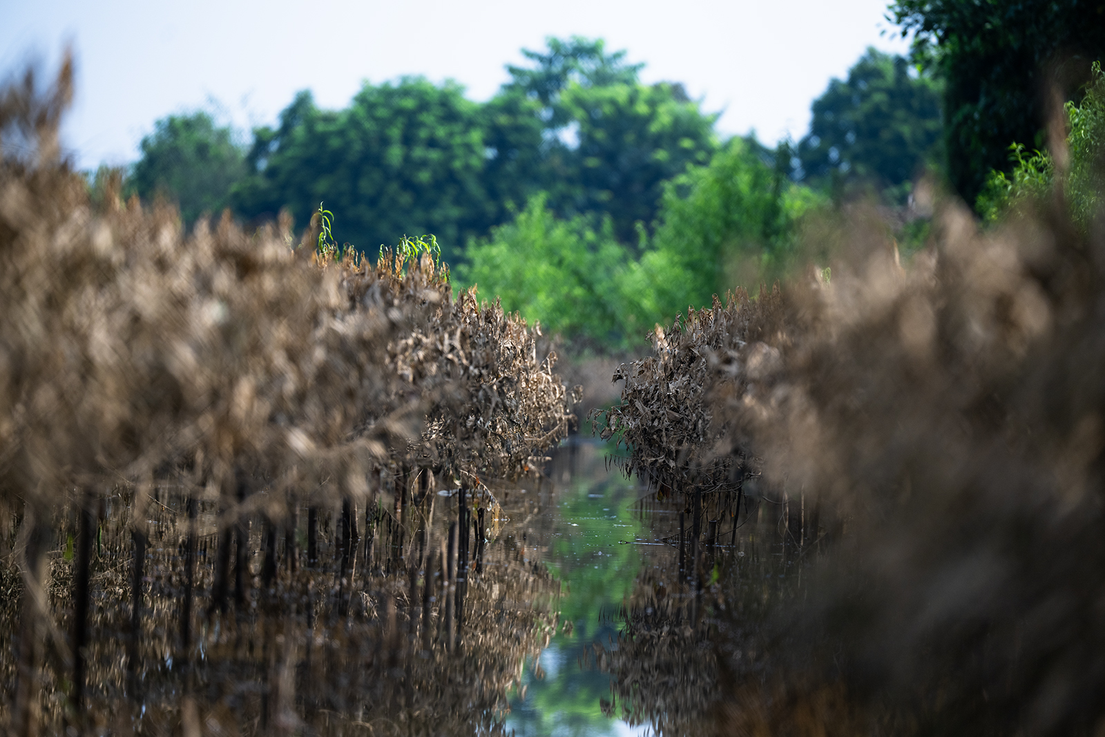 Quặn lòng nhìn hàng nghìn gốc đào Nhật Tân ngập úng, chết như ngả rạ: Mất Tết rồi!- Ảnh 4.
