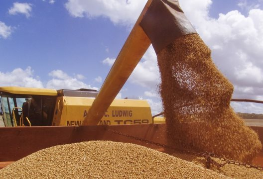 Trung Quốc dừng nhập khẩu đậu tương, nông dân Mỹ vẫn trúng lớn do ồ ạt trồng loại nông sản thay thế: Đã ký hợp đồng xuất khẩu 20 triệu tấn, nhu cầu tăng mạnh tại Đông Nam Á - Ảnh 1.