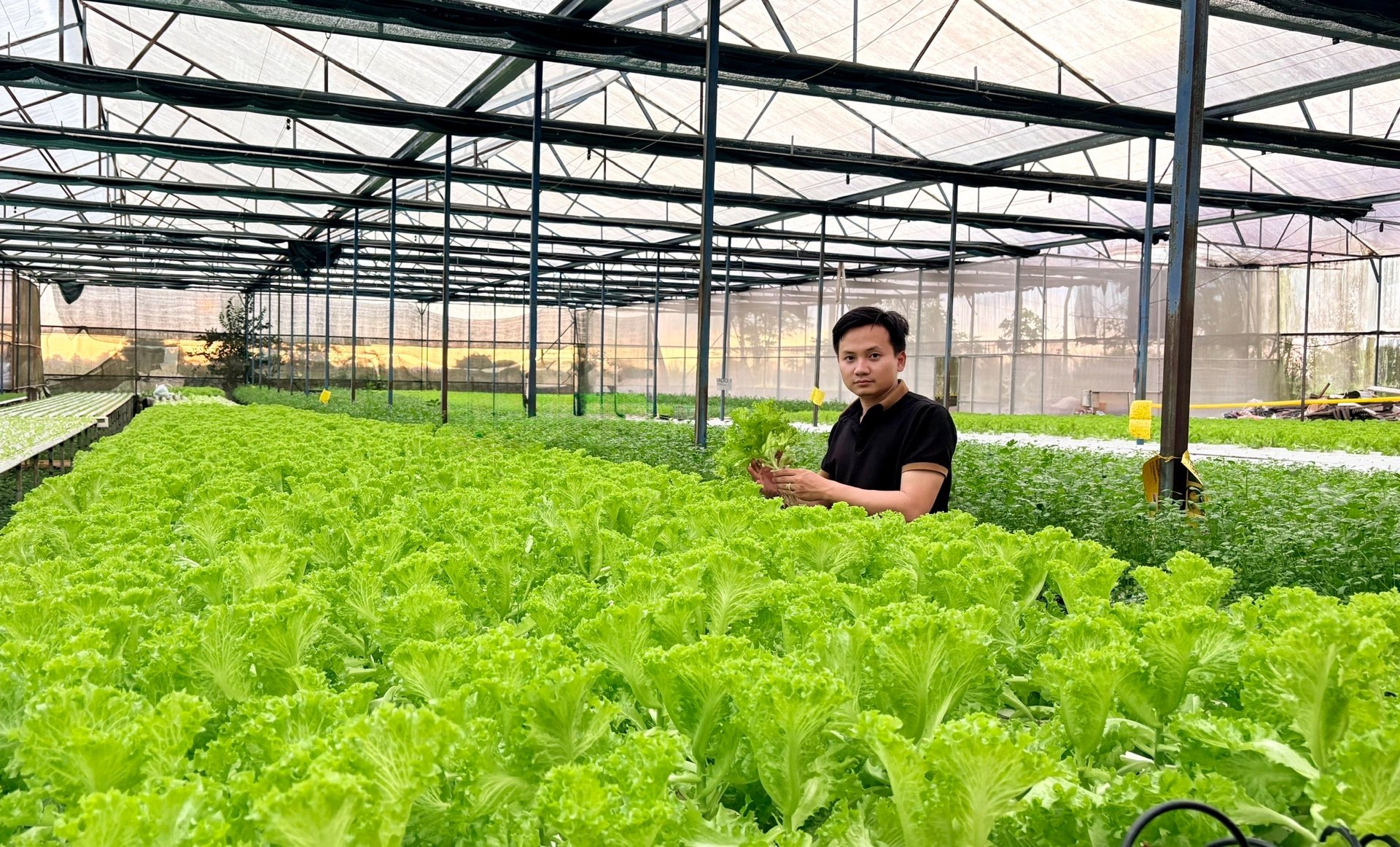 Biến đất khô cằn thành ‘vàng xanh’, một người dân Gia Lai thu 20 tỷ mỗi năm từ trồng loại rau này- Ảnh 1. Biến đất khô cằn thành ‘vàng xanh’, một người dân Gia Lai thu 20 tỷ mỗi năm từ trồng loại rau này- Ảnh 1.