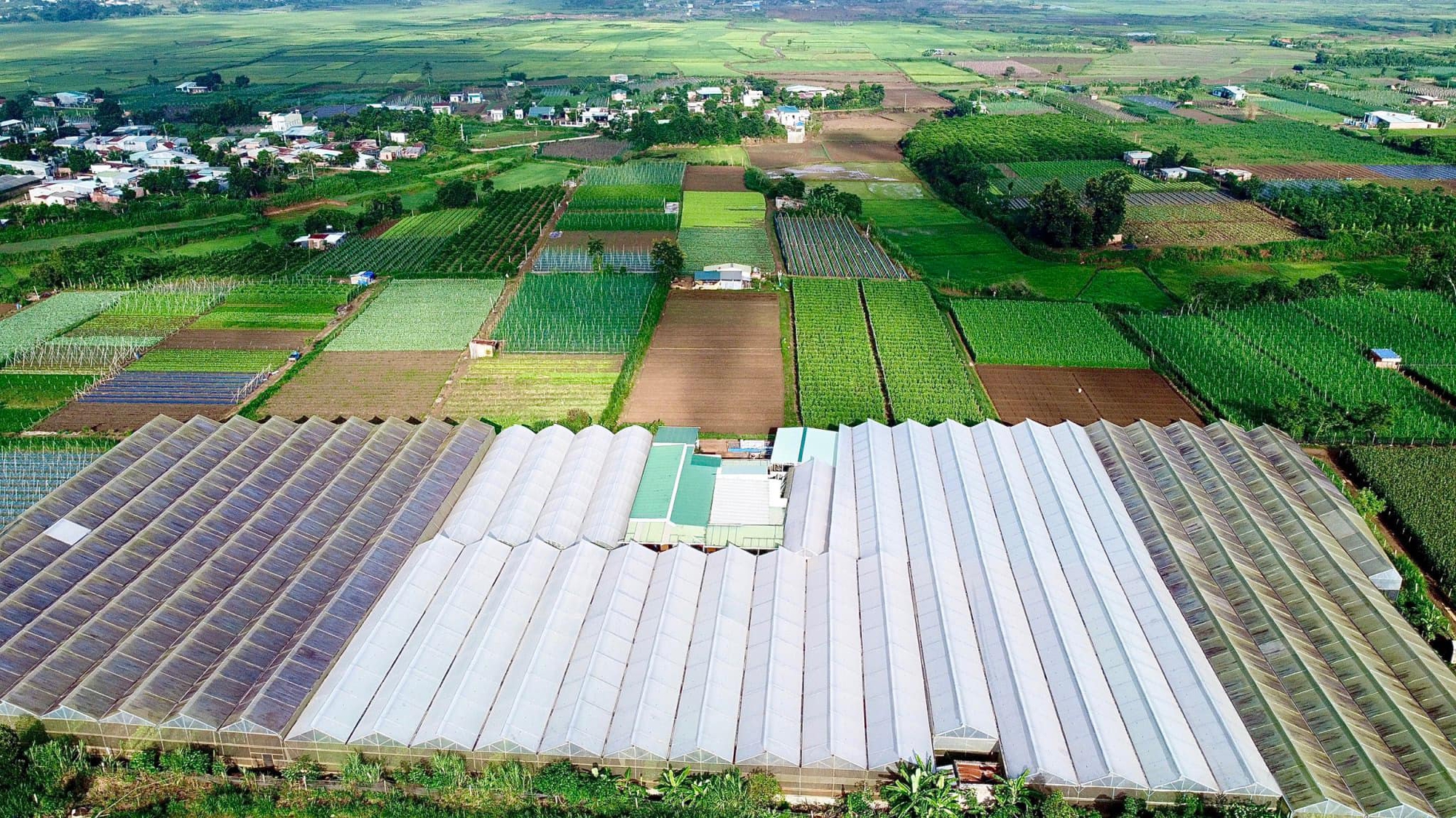 Biến đất khô cằn thành ‘vàng xanh’, một người dân Gia Lai thu 20 tỷ mỗi năm từ trồng loại rau này- Ảnh 2. Biến đất khô cằn thành ‘vàng xanh’, một người dân Gia Lai thu 20 tỷ mỗi năm từ trồng loại rau này- Ảnh 2.