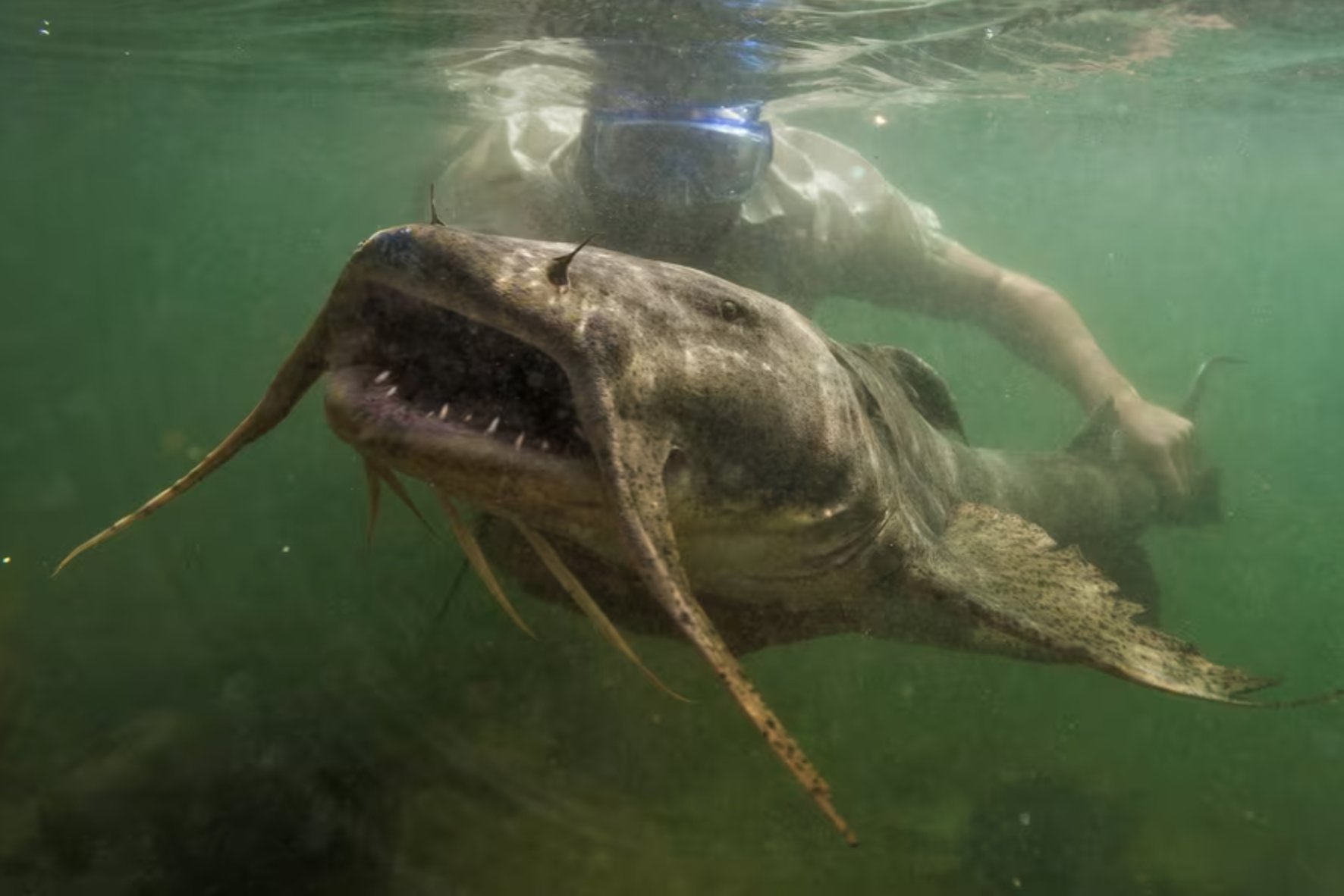 Giải mã “thủy quái” hung dữ dưới đáy sông Đà: Bảo vật tiến vua, giá đắt đỏ có tiền cũng khó mua- Ảnh 1. Giải mã “thủy quái” hung dữ dưới đáy sông Đà: Bảo vật tiến vua, giá đắt đỏ có tiền cũng khó mua- Ảnh 1.