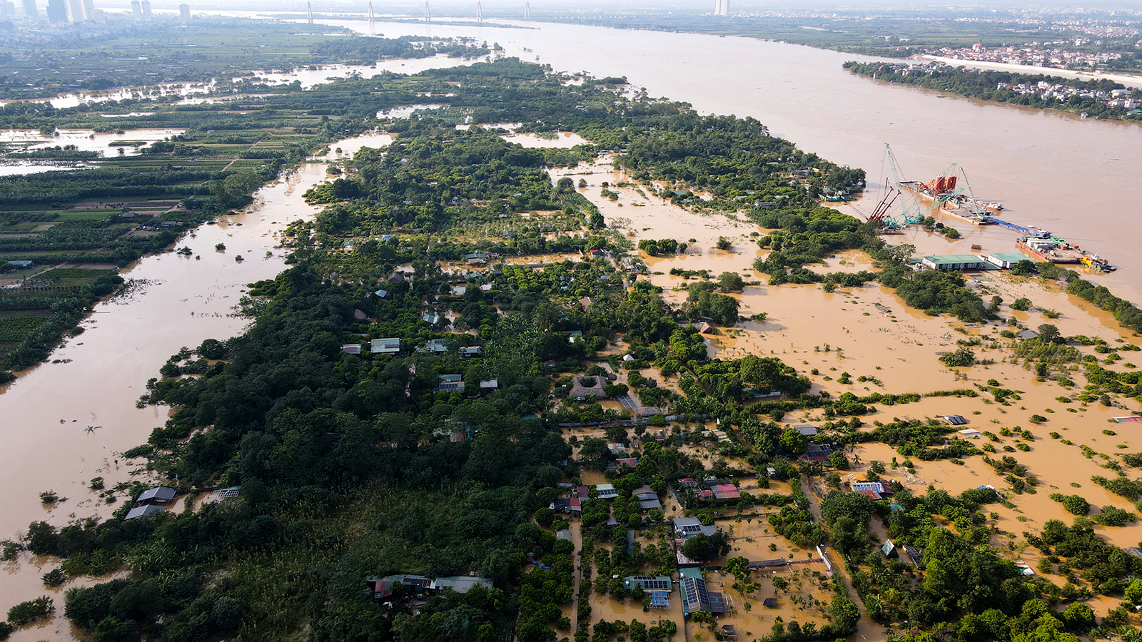 Quặn lòng nhìn hàng nghìn gốc đào Nhật Tân ngập úng, chết như ngả rạ: Mất Tết rồi!- Ảnh 1.