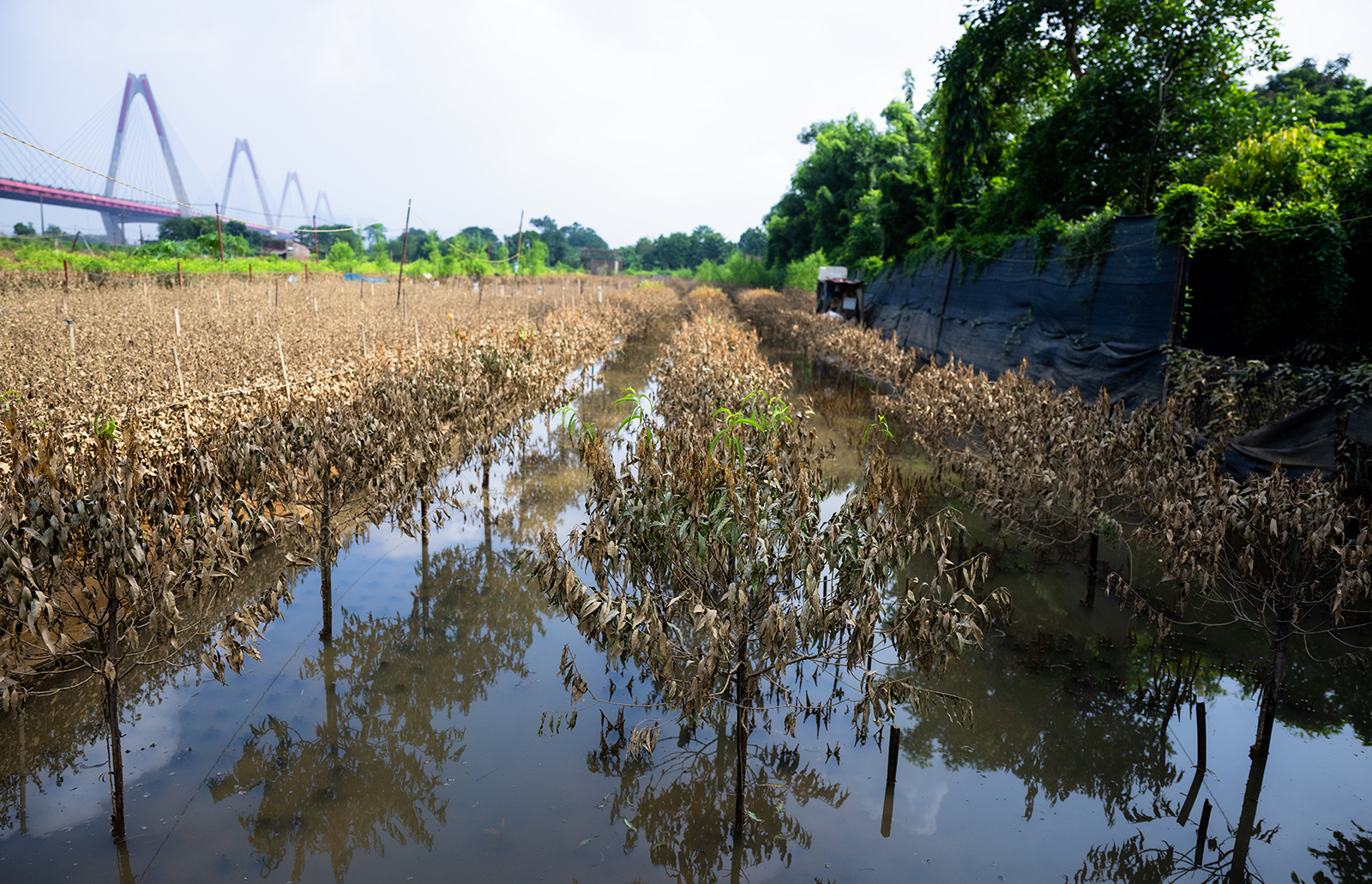 Quặn lòng nhìn hàng nghìn gốc đào Nhật Tân ngập úng, chết như ngả rạ: Mất Tết rồi!- Ảnh 3.