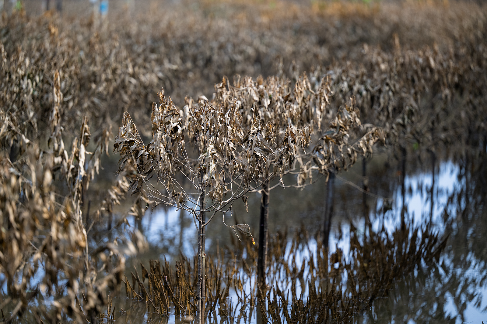 Quặn lòng nhìn hàng nghìn gốc đào Nhật Tân ngập úng, chết như ngả rạ: Mất Tết rồi!- Ảnh 5.