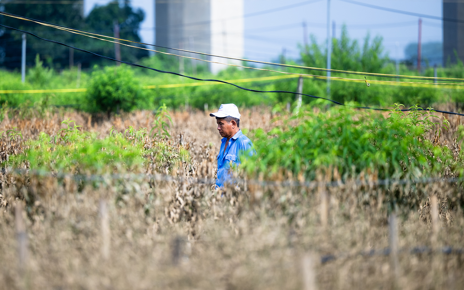 Quặn lòng nhìn hàng nghìn gốc đào Nhật Tân ngập úng, chết như ngả rạ: Mất Tết rồi!- Ảnh 7.
