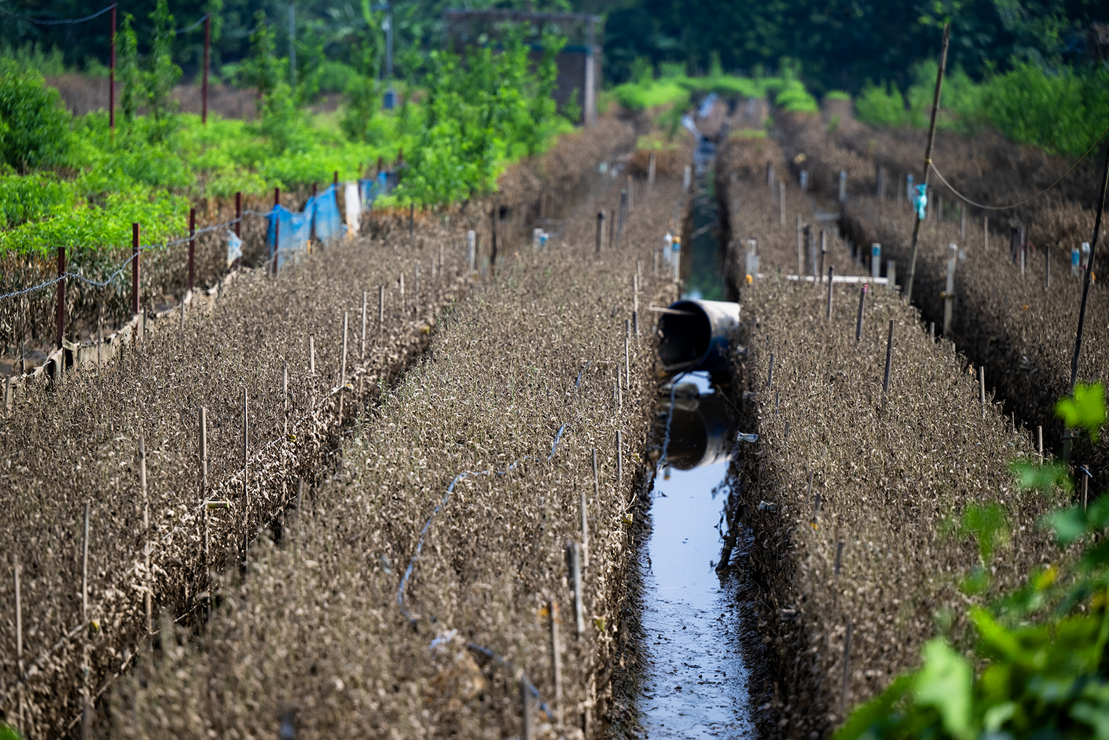 Quặn lòng nhìn hàng nghìn gốc đào Nhật Tân ngập úng, chết như ngả rạ: Mất Tết rồi!- Ảnh 14.