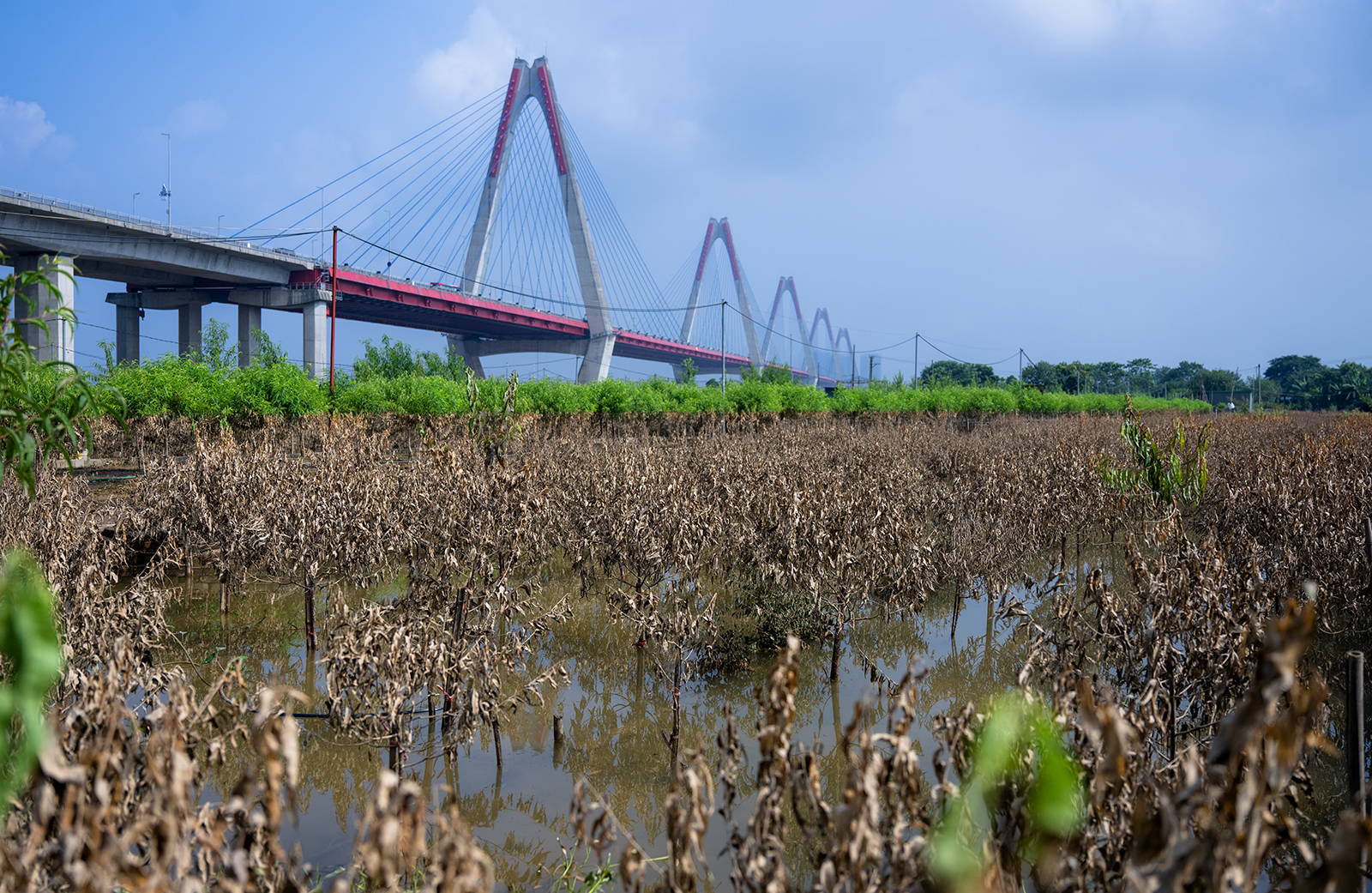 Quặn lòng nhìn hàng nghìn gốc đào Nhật Tân ngập úng, chết như ngả rạ: Mất Tết rồi!- Ảnh 2.