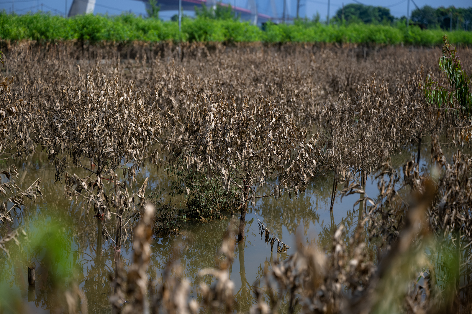 Quặn lòng nhìn hàng nghìn gốc đào Nhật Tân ngập úng, chết như ngả rạ: Mất Tết rồi!- Ảnh 13.