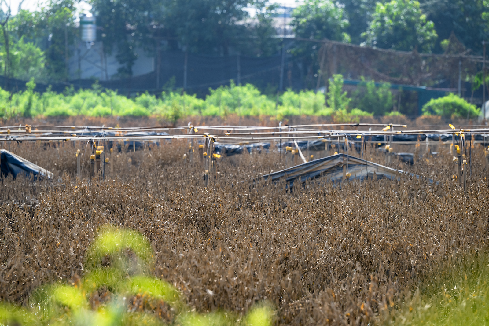Quặn lòng nhìn hàng nghìn gốc đào Nhật Tân ngập úng, chết như ngả rạ: Mất Tết rồi!- Ảnh 6.