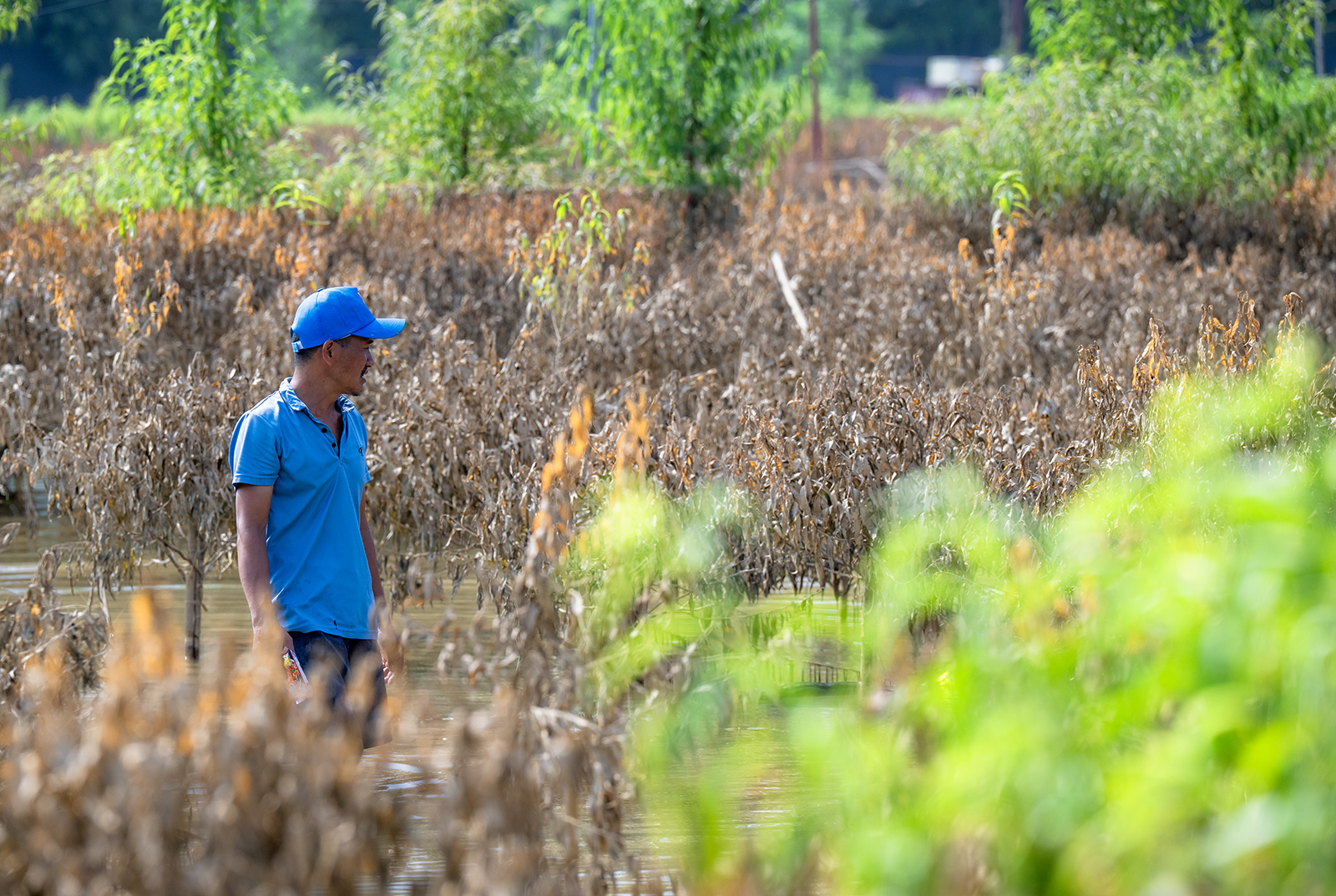 Quặn lòng nhìn hàng nghìn gốc đào Nhật Tân ngập úng, chết như ngả rạ: Mất Tết rồi!- Ảnh 11.