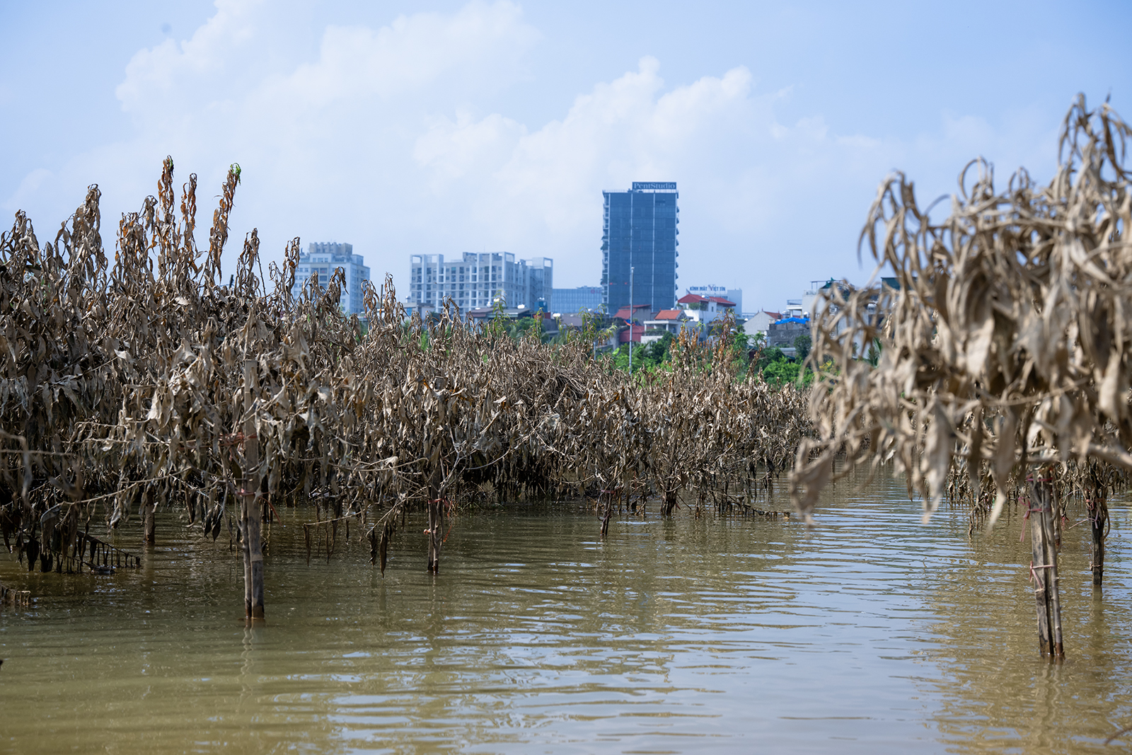 Quặn lòng nhìn hàng nghìn gốc đào Nhật Tân ngập úng, chết như ngả rạ: Mất Tết rồi!- Ảnh 9.