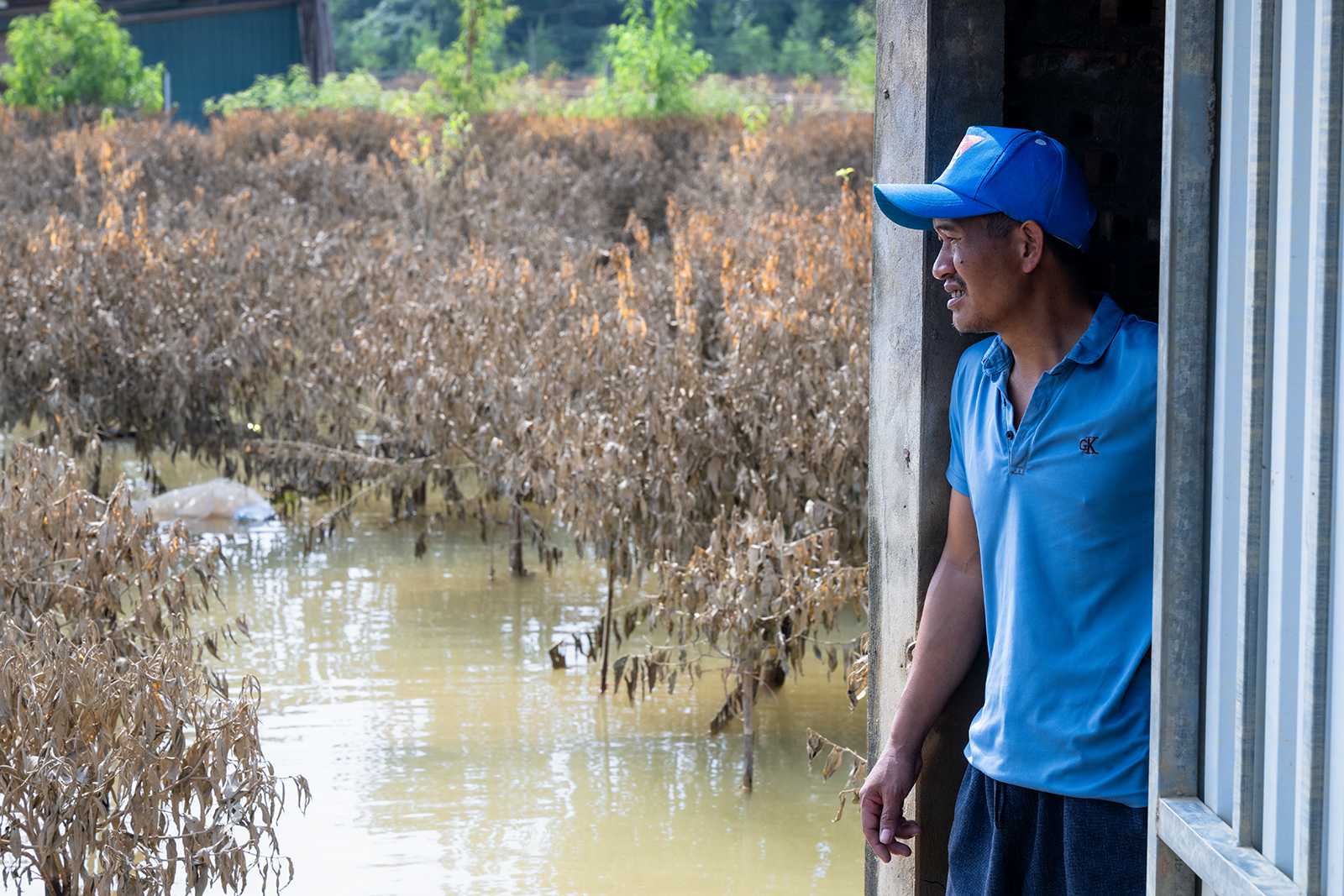 Quặn lòng nhìn hàng nghìn gốc đào Nhật Tân ngập úng, chết như ngả rạ: Mất Tết rồi!- Ảnh 12.