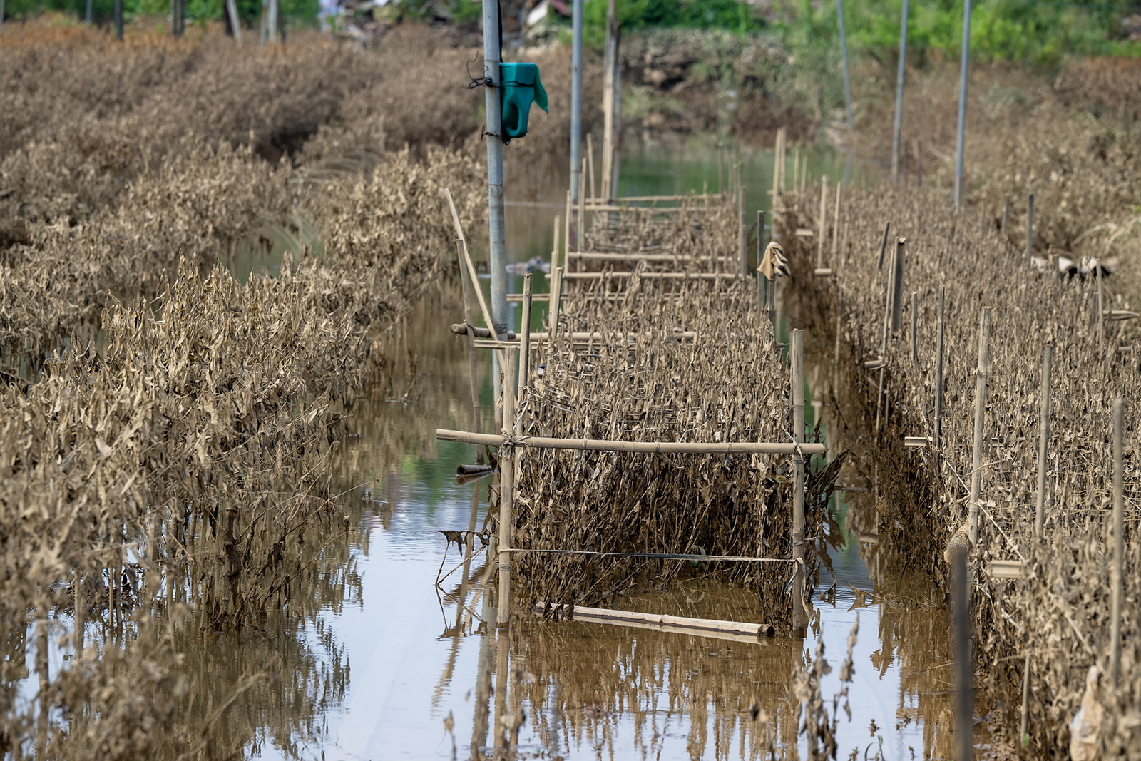 Quặn lòng nhìn hàng nghìn gốc đào Nhật Tân ngập úng, chết như ngả rạ: Mất Tết rồi!- Ảnh 15.