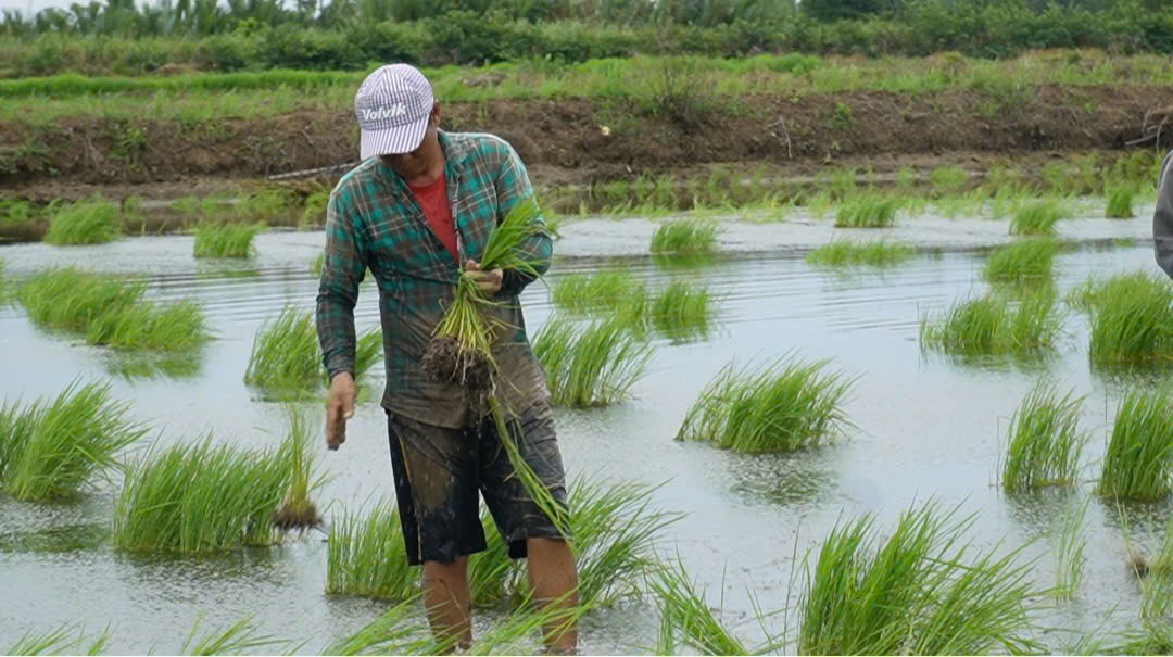 VIDEO: Tuyệt chiêu nghề ném mạ thuê ở Cà Mau- Ảnh 6.