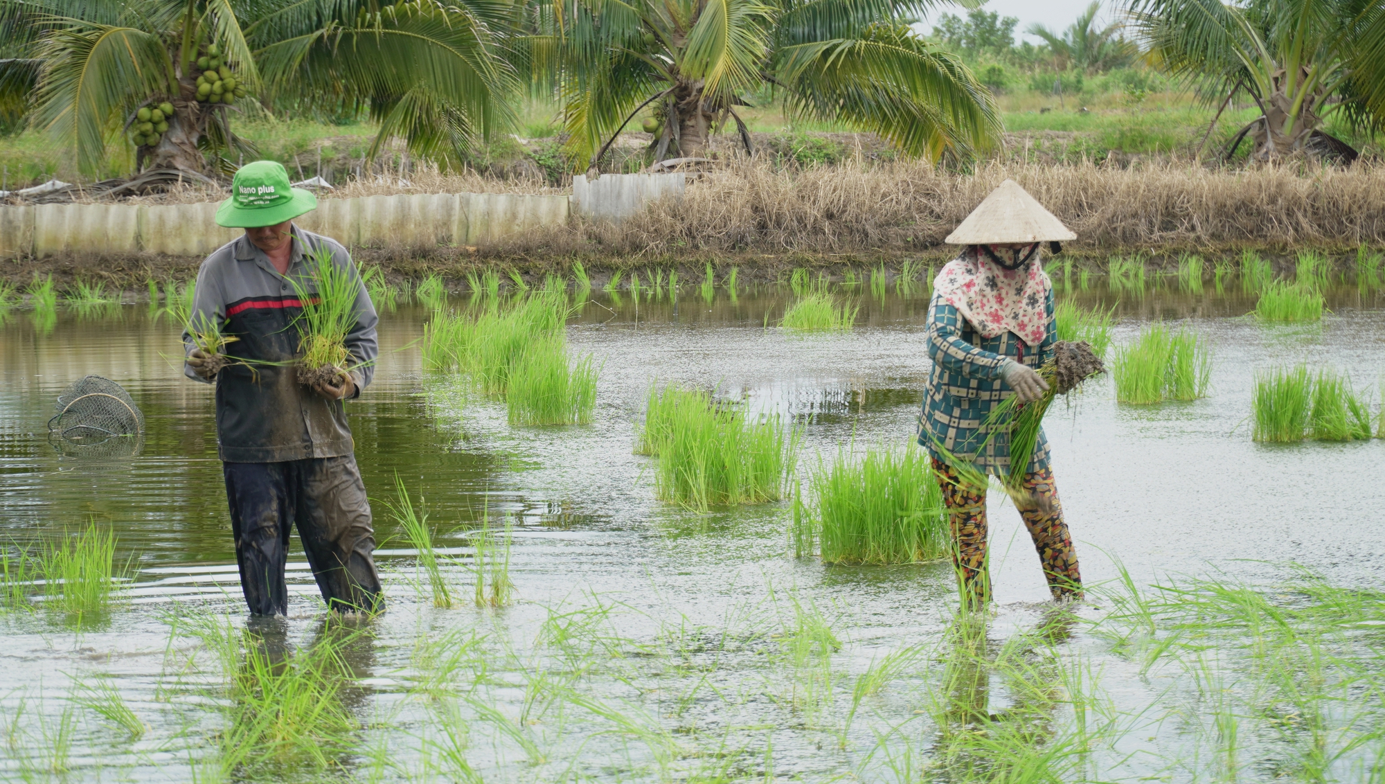VIDEO: Tuyệt chiêu nghề ném mạ thuê ở Cà Mau- Ảnh 7.