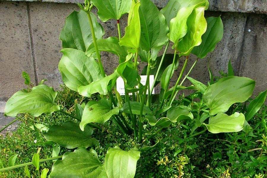 Trồng 1 trong 5 loại cây này, mệnh Thủy như có Trồng 1 trong 5 loại cây này, mệnh Thủy như có