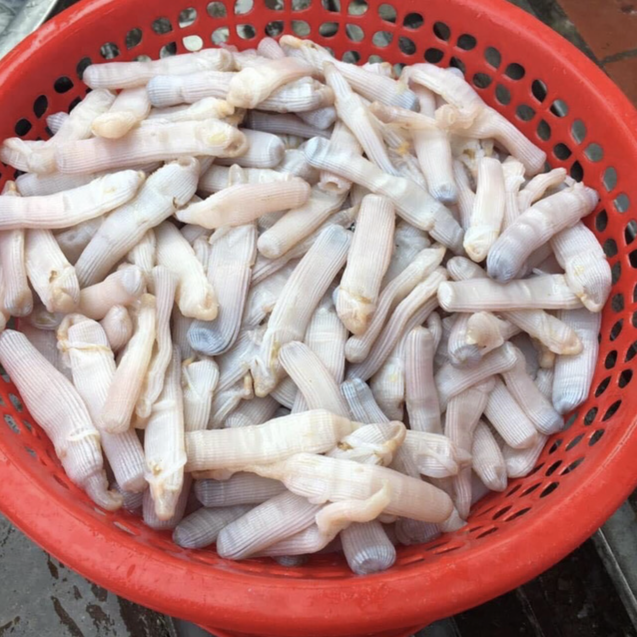 Độc Lạ Đặc Sản Trùng Biển Tên Nghe Lạ, Nhìn Trông Sợ Nhưng Cực Bổ Dưỡng- Ảnh 2. Độc Lạ Đặc Sản Trùng Biển Tên Nghe Lạ, Nhìn Trông Sợ Nhưng Cực Bổ Dưỡng- Ảnh 2.