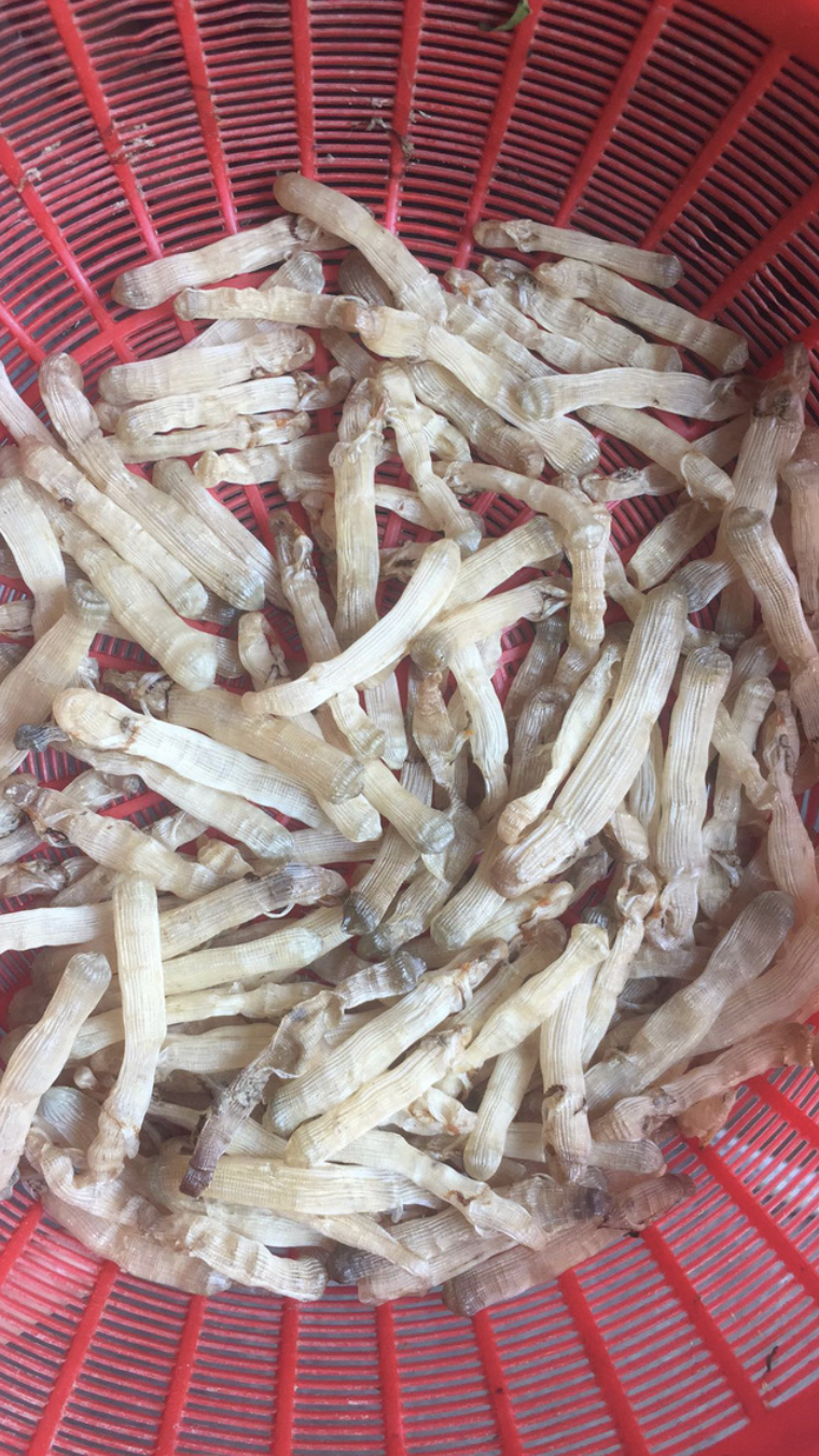 Độc Lạ Đặc Sản Trùng Biển Tên Nghe Lạ, Nhìn Trông Sợ Nhưng Cực Bổ Dưỡng- Ảnh 3. Độc Lạ Đặc Sản Trùng Biển Tên Nghe Lạ, Nhìn Trông Sợ Nhưng Cực Bổ Dưỡng- Ảnh 3.