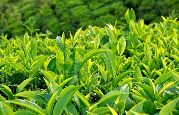 Bị Ung Thư Ở Tuổi 40, Tống Mỹ Linh Vẫn Sống Thọ 106 Tuổi: Bí Quyết Nằm Ở 2 Loại Nước Uống Việt Nam Giá Chỉ Vài Nghìn Đồng- Ảnh 4. Bị Ung Thư Ở Tuổi 40, Tống Mỹ Linh Vẫn Sống Thọ 106 Tuổi: Bí Quyết Nằm Ở 2 Loại Nước Uống Việt Nam Giá Chỉ Vài Nghìn Đồng- Ảnh 4.