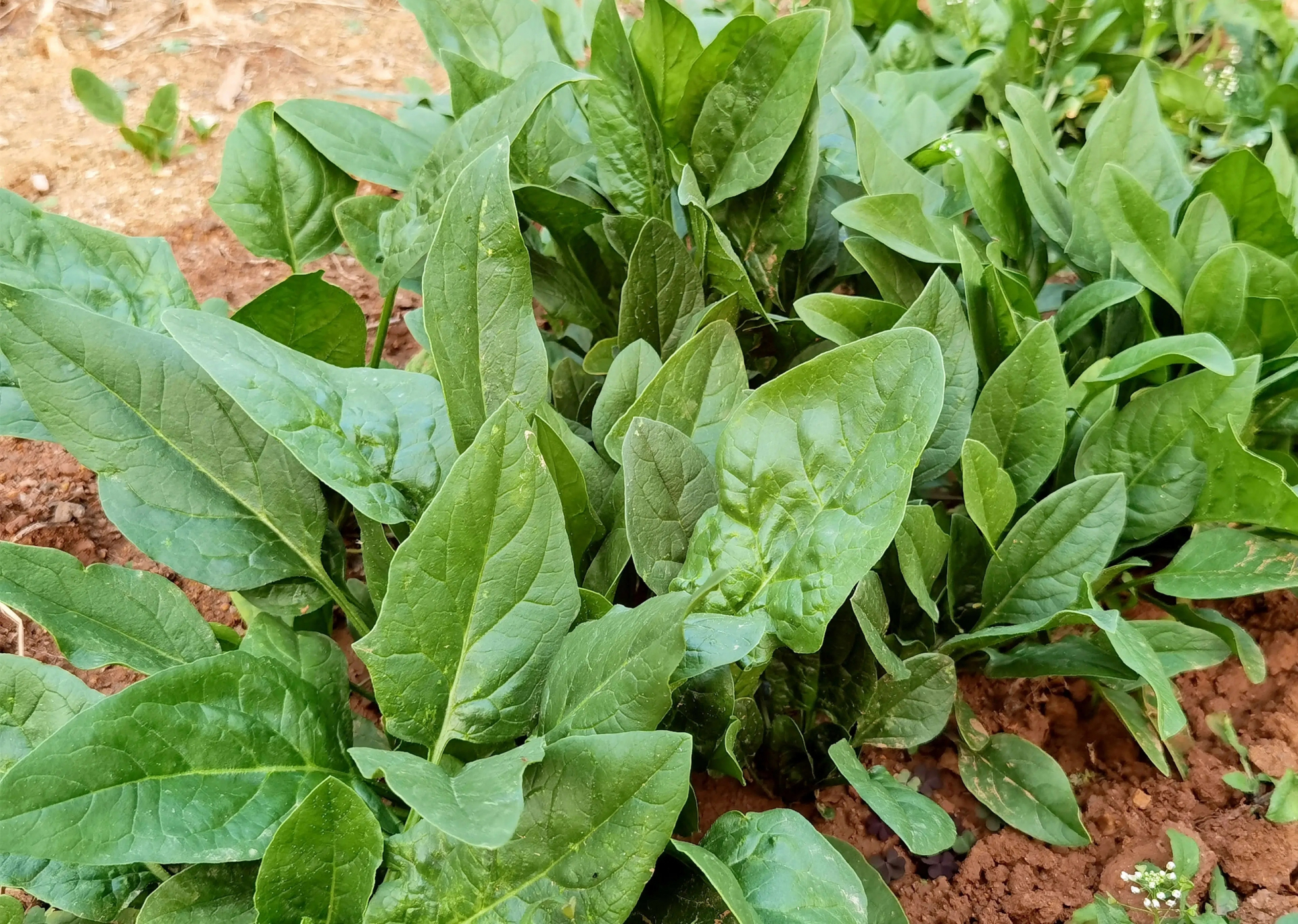 Đừng bỏ lỡ 3 loại rau mùa thu rẻ tiền nhưng là "vua canxi tự nhiên" cho cả gia đình- Ảnh 2.