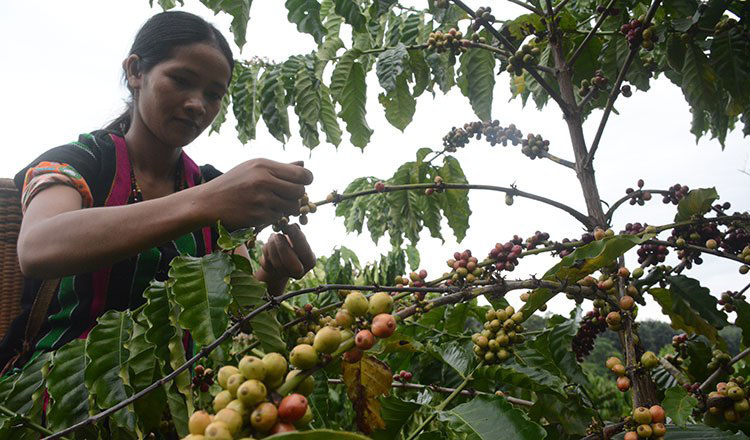 Học tập thành công 4 tỷ USD của Việt Nam, Campuchia đặt cược vào 'hạt ngọc nâu' trong cuộc đua toàn cầu- Ảnh 1.