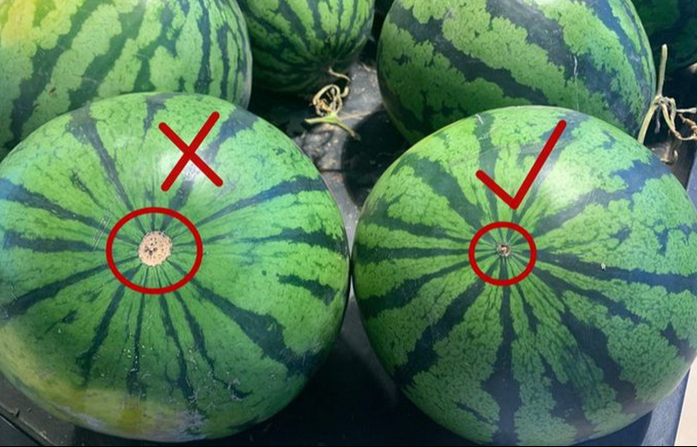 Nhờ lão nông trồng dưa hấu nhắc nhở, tôi vội "mách" lại cho người nhà, kể từ đó đều mua được loại ngon "10 quả như 1"- Ảnh 4.