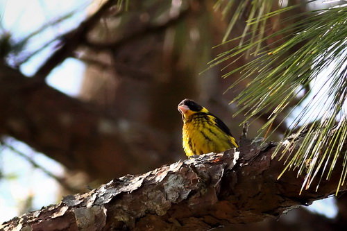 Việt Nam sở hữu “kho báu sống”: Quý hiếm bậc nhất thế giới, chuyên gia nước ngoài miệt mài săn tìm- Ảnh 2.