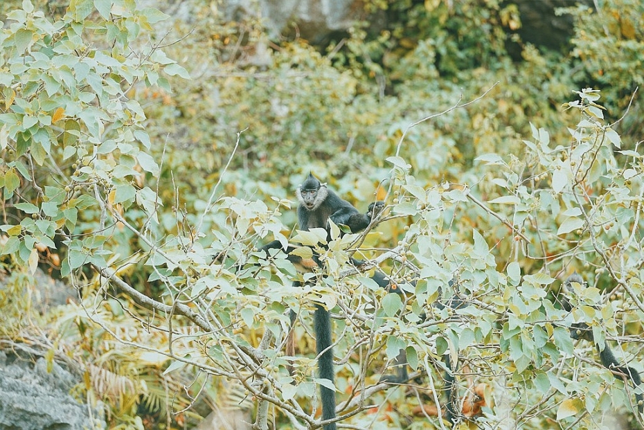 Việt Nam sở hữu &ldquo;kho b&aacute;u sống&rdquo;: Qu&yacute; hiếm bậc nhất thế giới, chuy&ecirc;n gia nước ngo&agrave;i miệt m&agrave;i săn t&igrave;m