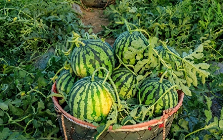 Nhờ lão nông trồng dưa hấu nhắc nhở, tôi vội "mách" lại cho người nhà, kể từ đó đều mua được loại ngon "10 quả như 1"- Ảnh 1.