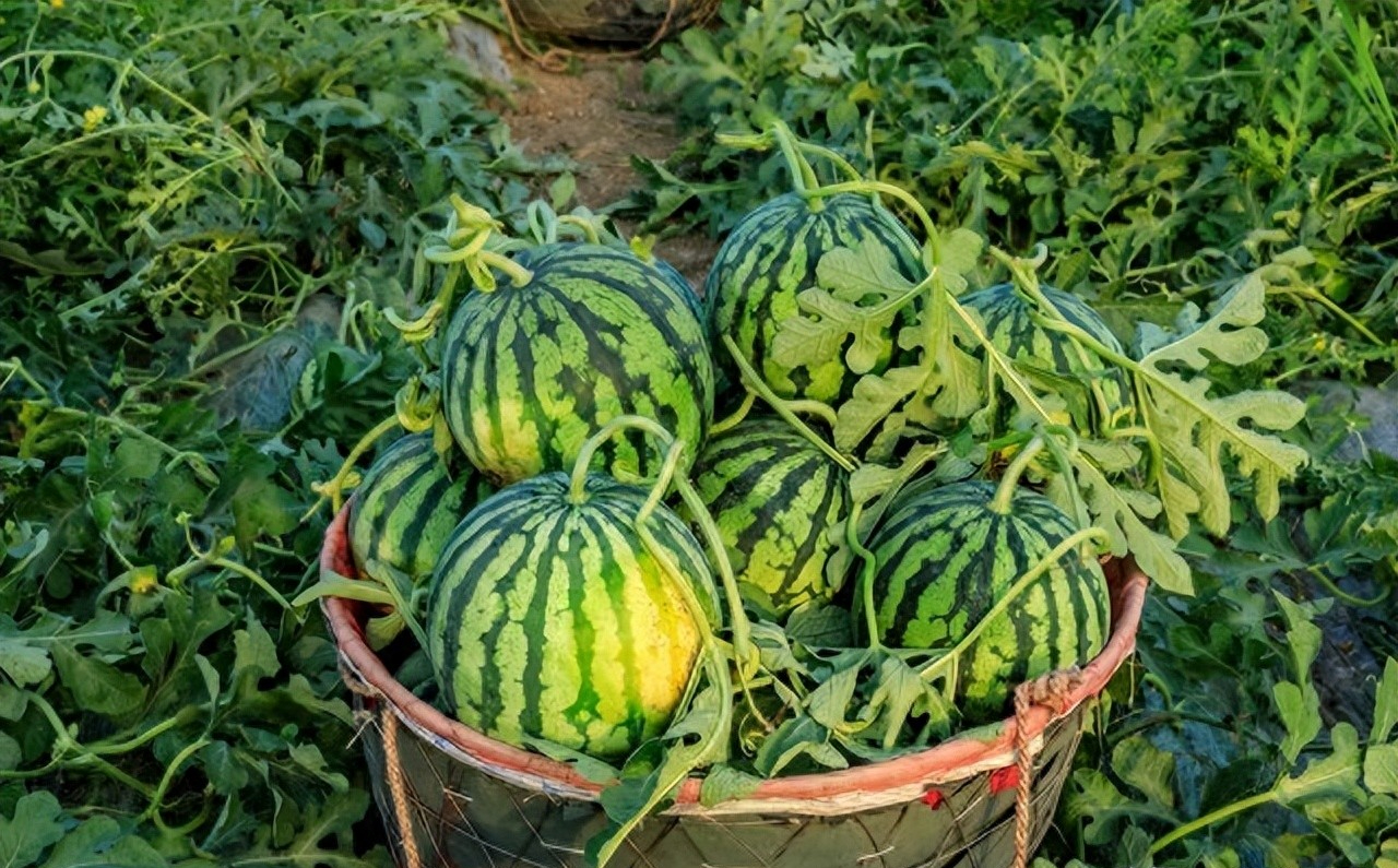 Nhờ lão nông trồng dưa hấu nhắc nhở, tôi vội "mách" lại cho người nhà, kể từ đó đều mua được loại ngon "10 quả như 1"- Ảnh 2.