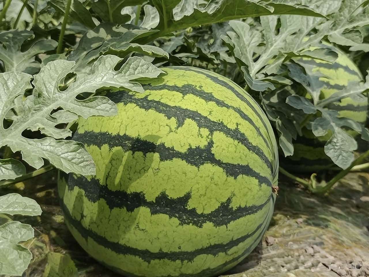 Nhờ lão nông trồng dưa hấu nhắc nhở, tôi vội "mách" lại cho người nhà, kể từ đó đều mua được loại ngon "10 quả như 1"- Ảnh 3.