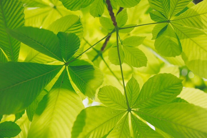 Quang hợp nhân tạo: Nhật Bản khởi động sứ mệnh năng lượng mặt trời toàn cầu - Ảnh 1.